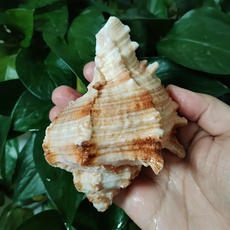 Natural Murex Shell Ornament โ Hexaplex Duplex Conch for DIY Crafts & Marine Home Decor