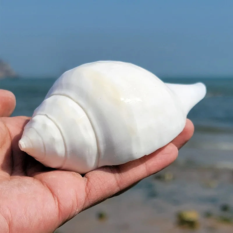 Natural 11cm Greek Shell