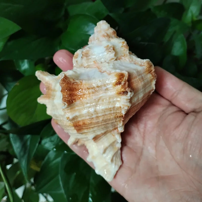 Natural Murex Shell Ornament – Hexaplex Duplex Conch for DIY Crafts & Marine Home Decor