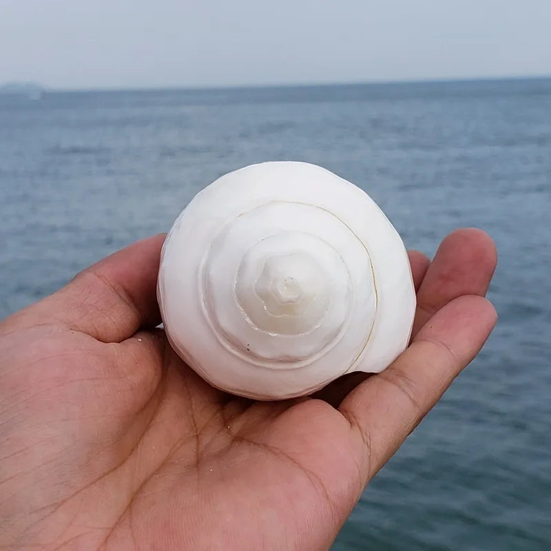Natural 11cm Greek  Shell