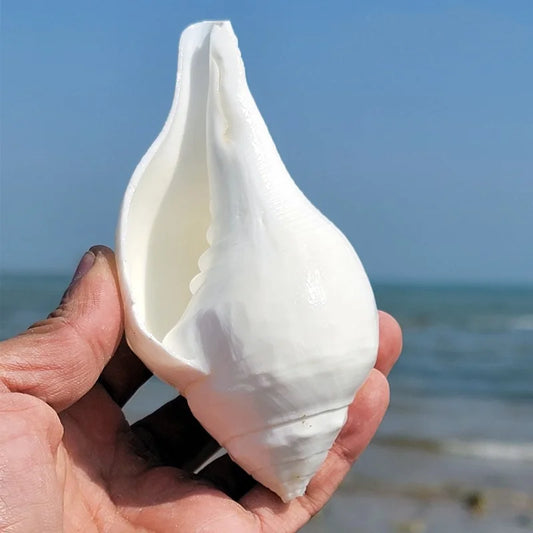Natural 11cm Greek  Shell