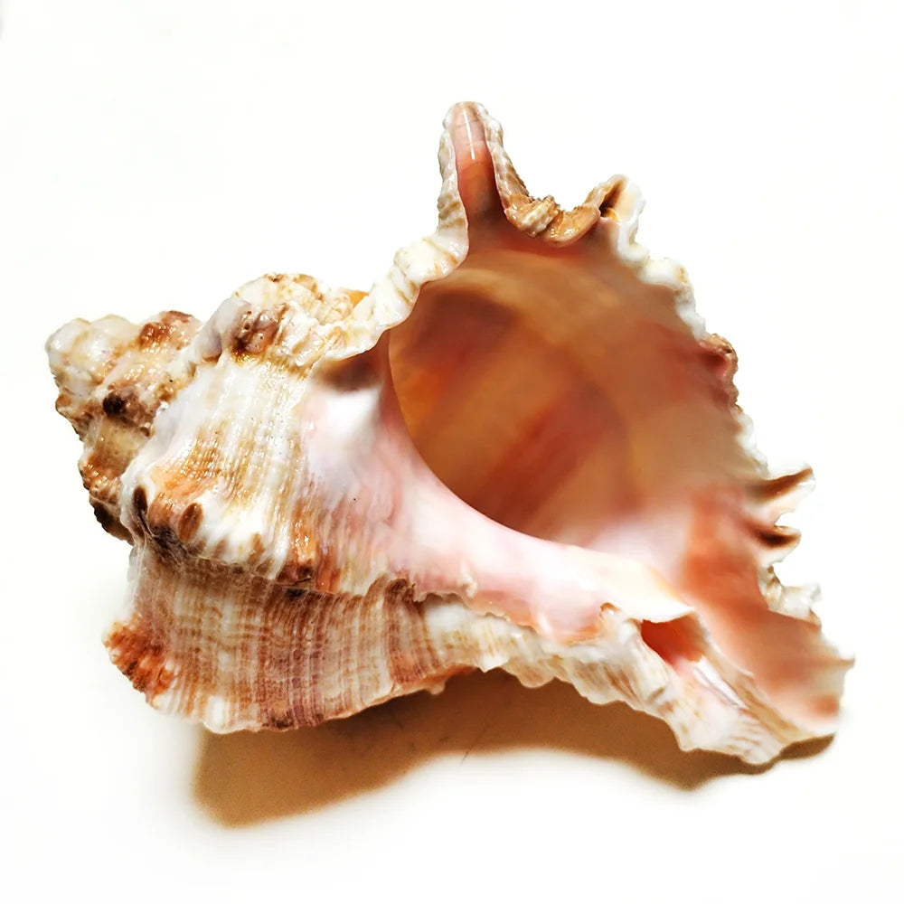 Natural Murex Shell Ornament – Hexaplex Duplex Conch for DIY Crafts & Marine Home Decor