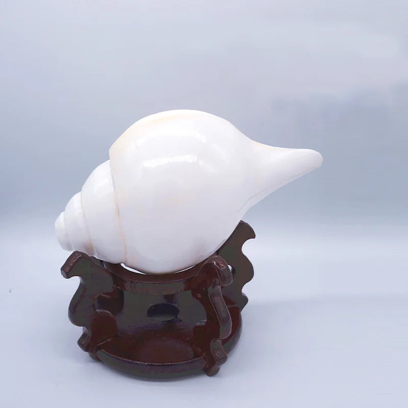 Natural 11cm Greek  Shell