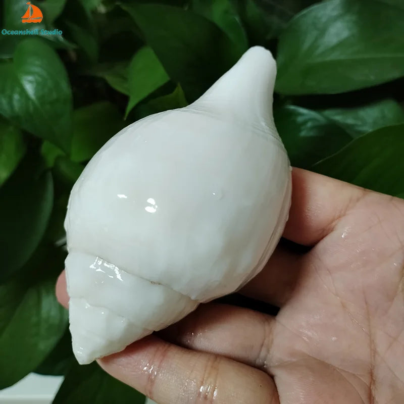 Natural 11cm Greek  Shell
