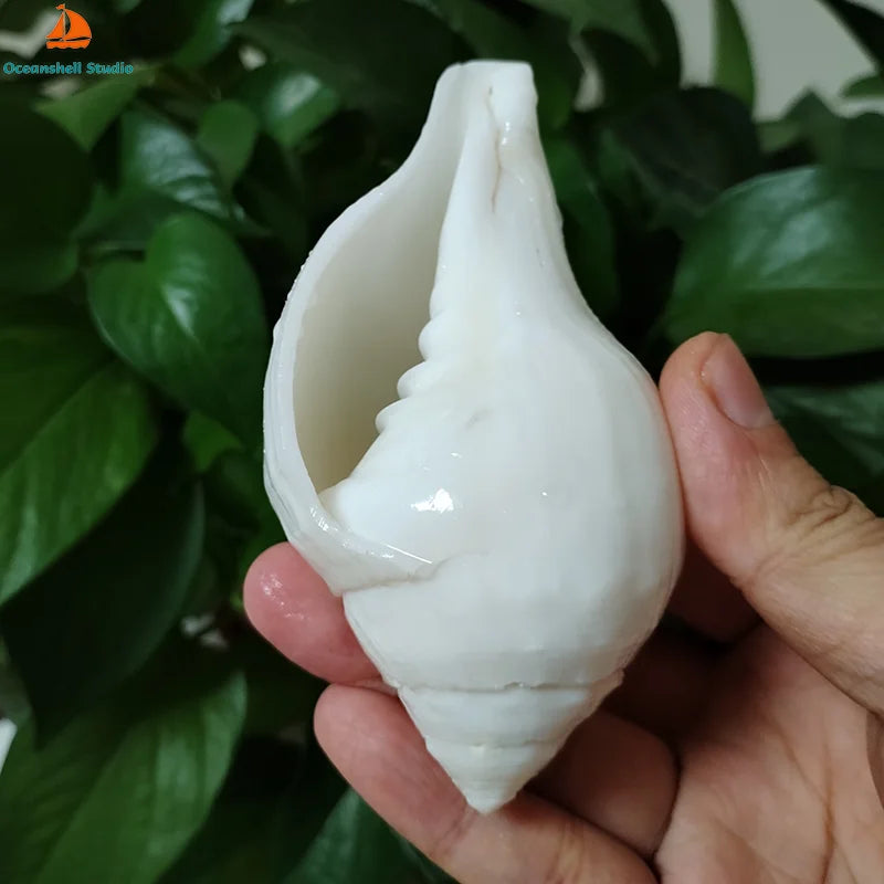 Natural 11cm Greek  Shell