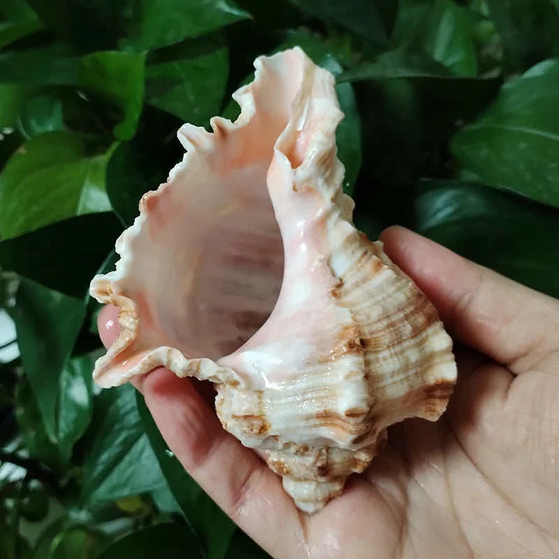 Natural Murex Shell Ornament – Hexaplex Duplex Conch for DIY Crafts & Marine Home Decor