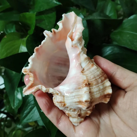 Natural Murex Shell Ornament – Hexaplex Duplex Conch for DIY Crafts & Marine Home Decor