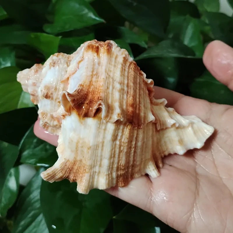 Natural Murex Shell Ornament – Hexaplex Duplex Conch for DIY Crafts & Marine Home Decor