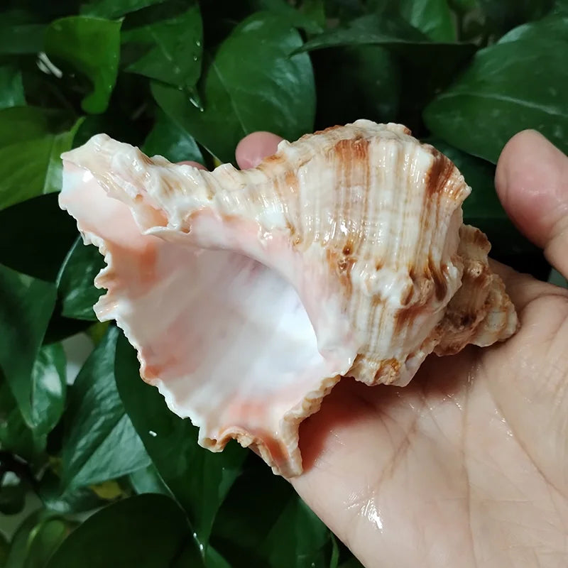 Natural Murex Shell Ornament – Hexaplex Duplex Conch for DIY Crafts & Marine Home Decor